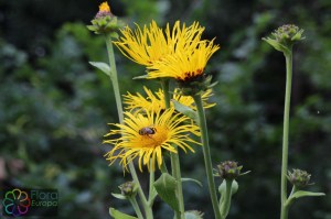 Inula helenium (9).jpg